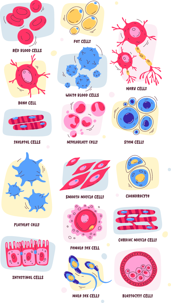 cell-types