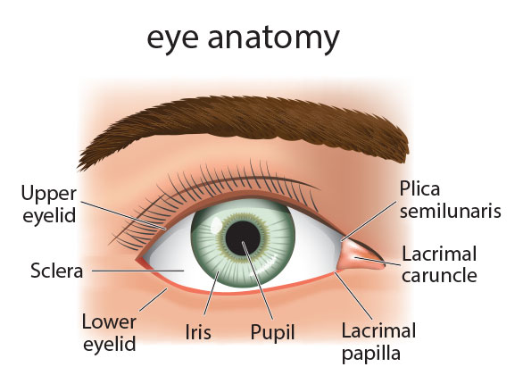 Eye Anatomy Diagram of basic surface anatomy of the eye and the surrounding area including the upper and lower eyelids. The anatomy is that of a young, healthy eye still unafflicted by age.